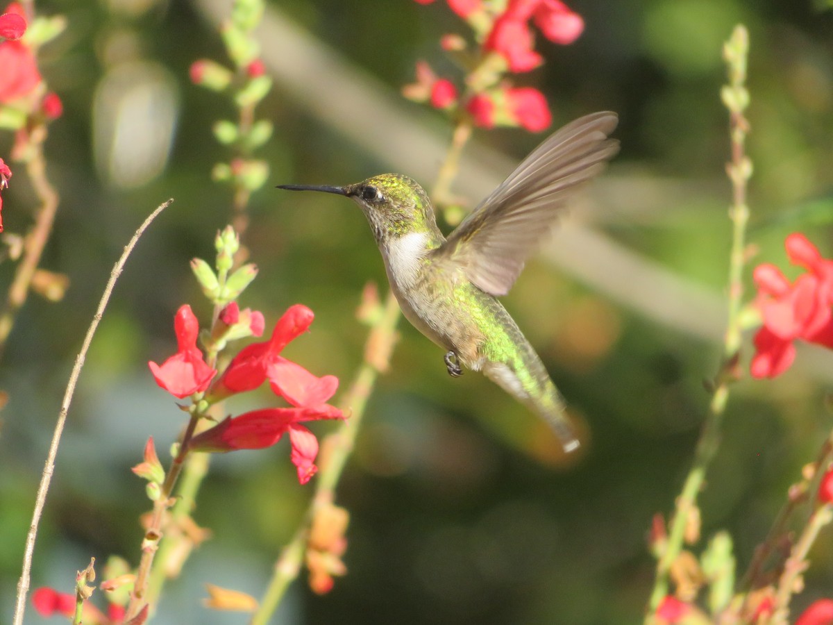 Ruby-throated Hummingbird - ML625552204