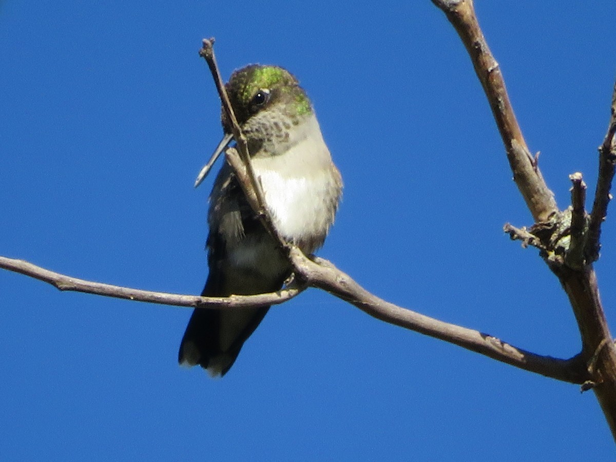 Ruby-throated Hummingbird - ML625552220