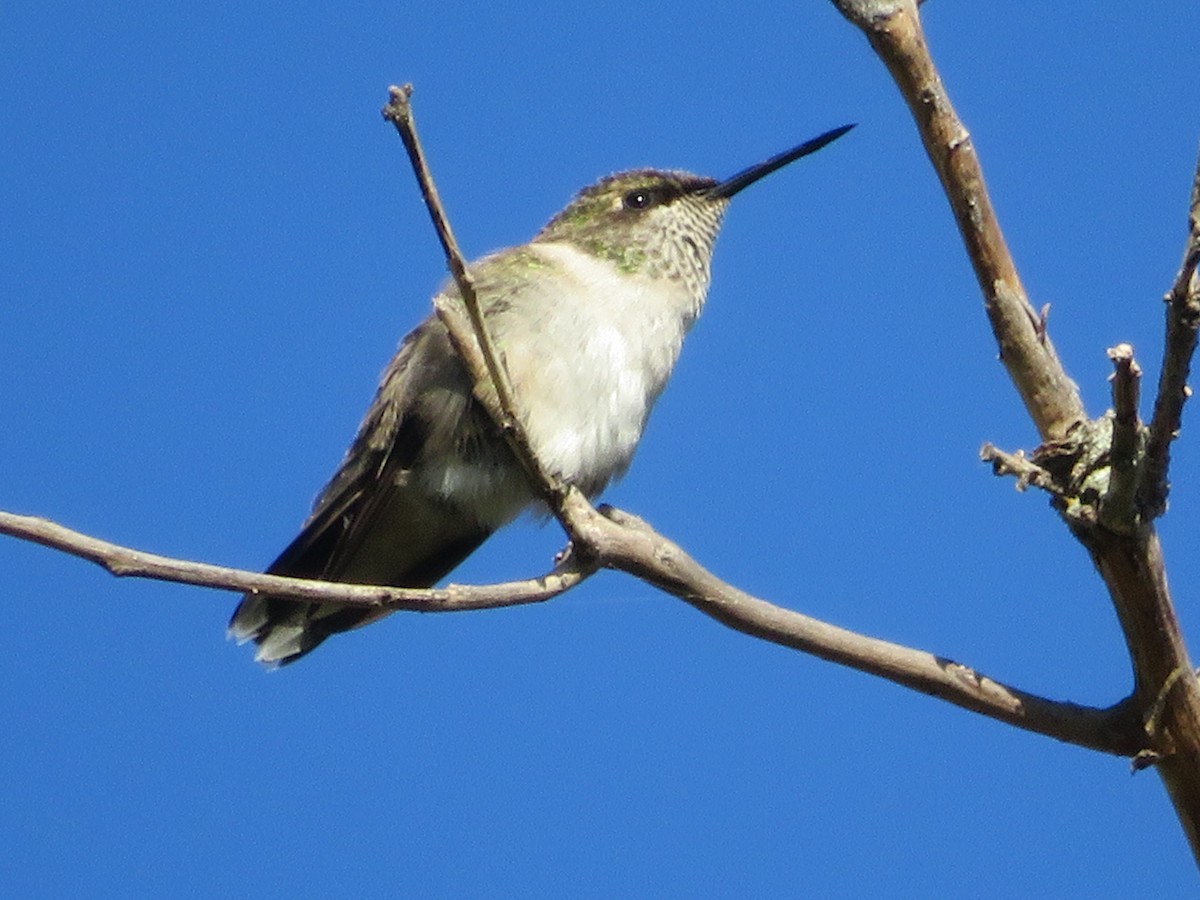 Ruby-throated Hummingbird - ML625552234