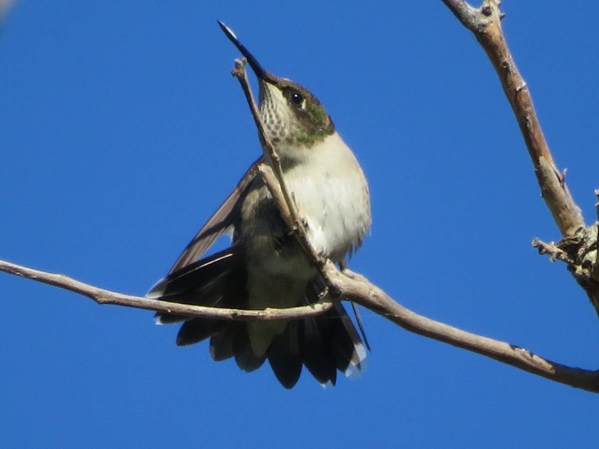 Ruby-throated Hummingbird - ML625552235