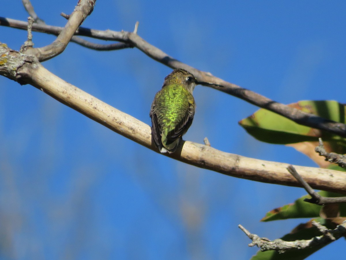 Ruby-throated Hummingbird - ML625552236