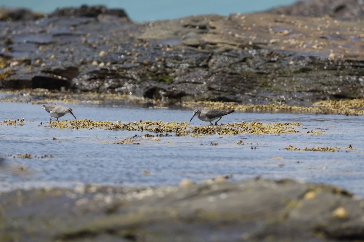 Gray-tailed Tattler - ML625552370