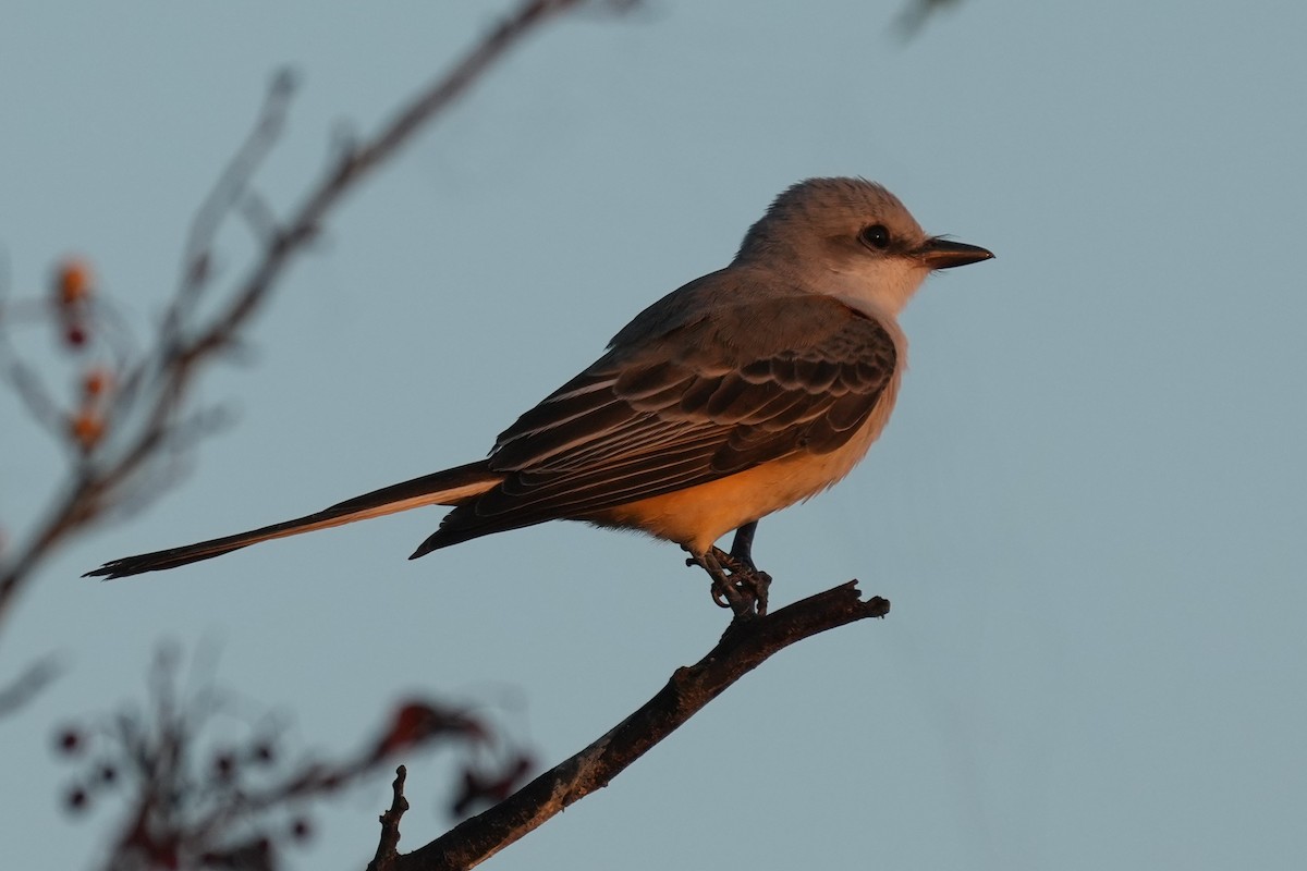 Scissor-tailed Flycatcher - ML625552599