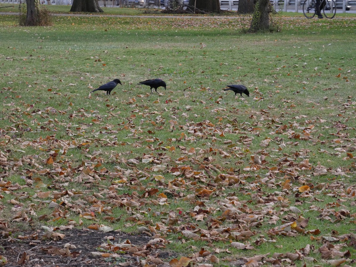 American Crow - ML625552621