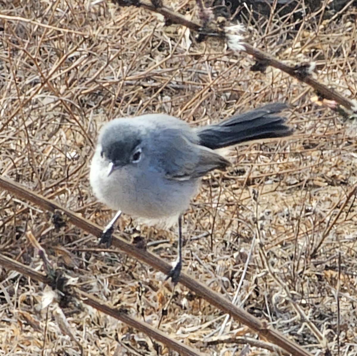 California Gnatcatcher - ML625552719