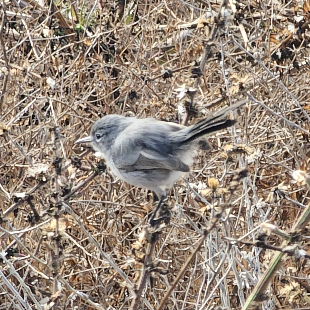 California Gnatcatcher - ML625552721