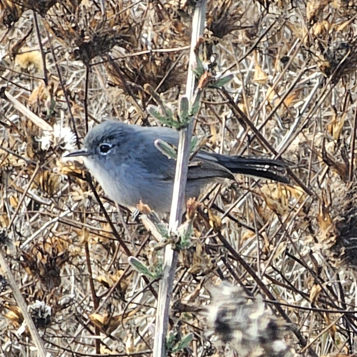 California Gnatcatcher - ML625552723