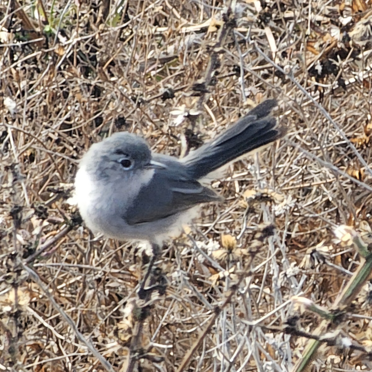 California Gnatcatcher - ML625552724