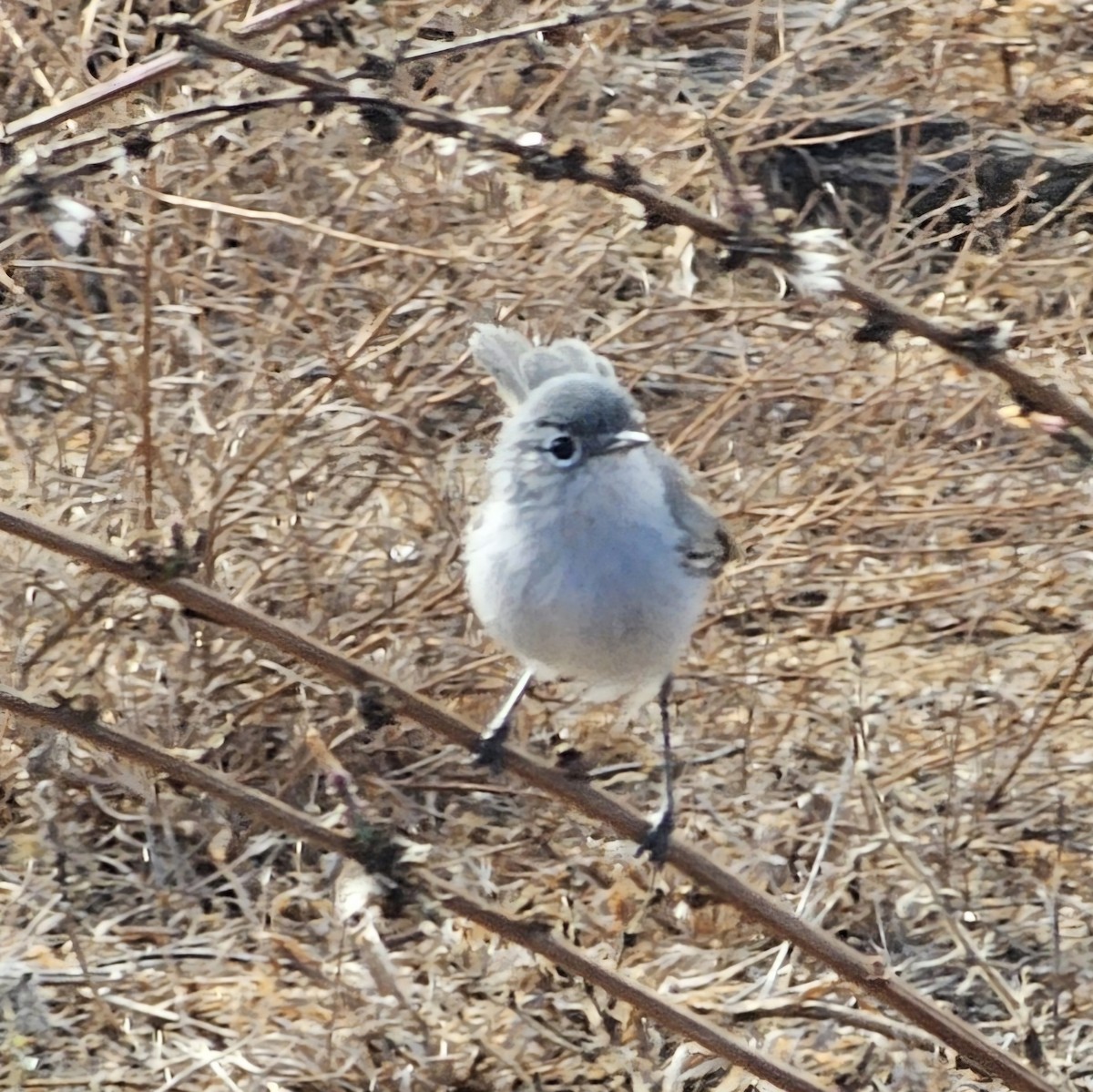 California Gnatcatcher - ML625552725