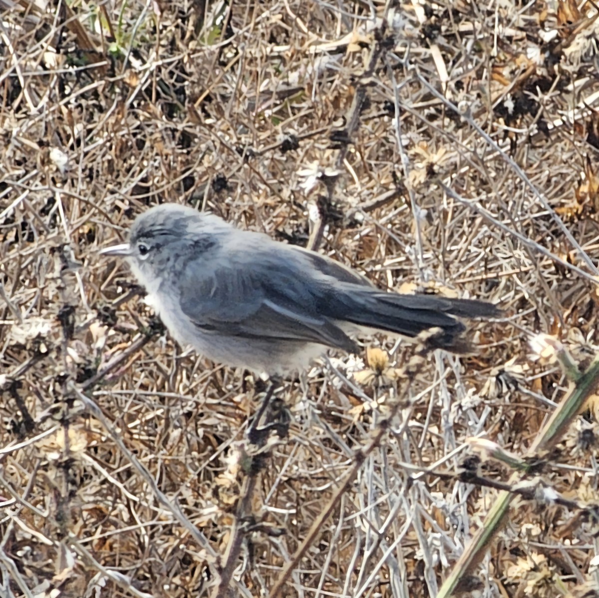 California Gnatcatcher - ML625552726