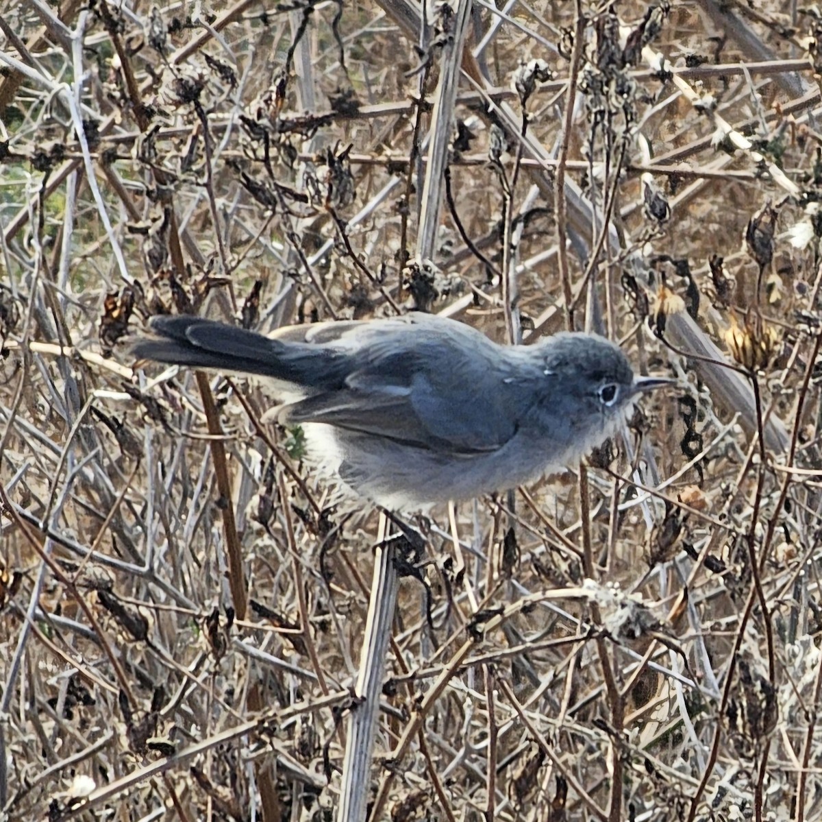 California Gnatcatcher - ML625552728