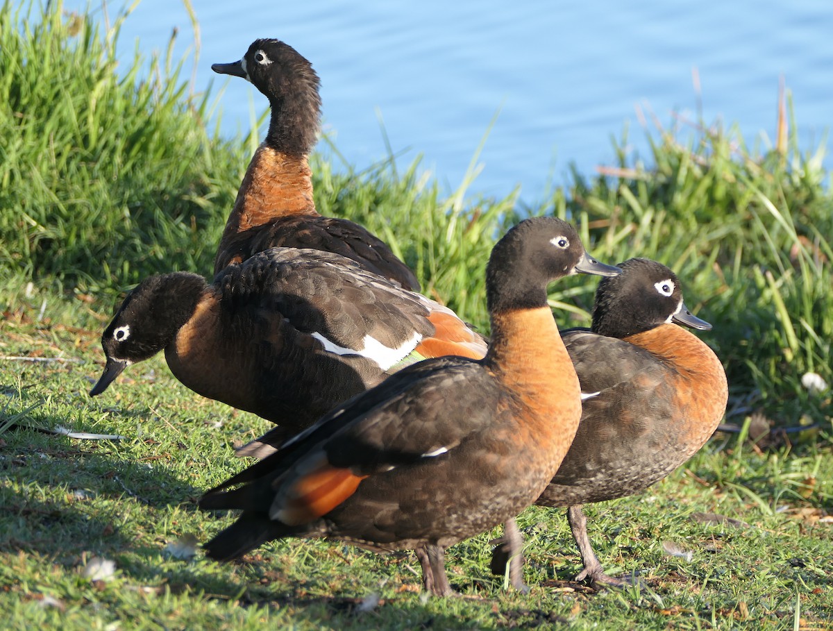 Australian Shelduck - ML625552749