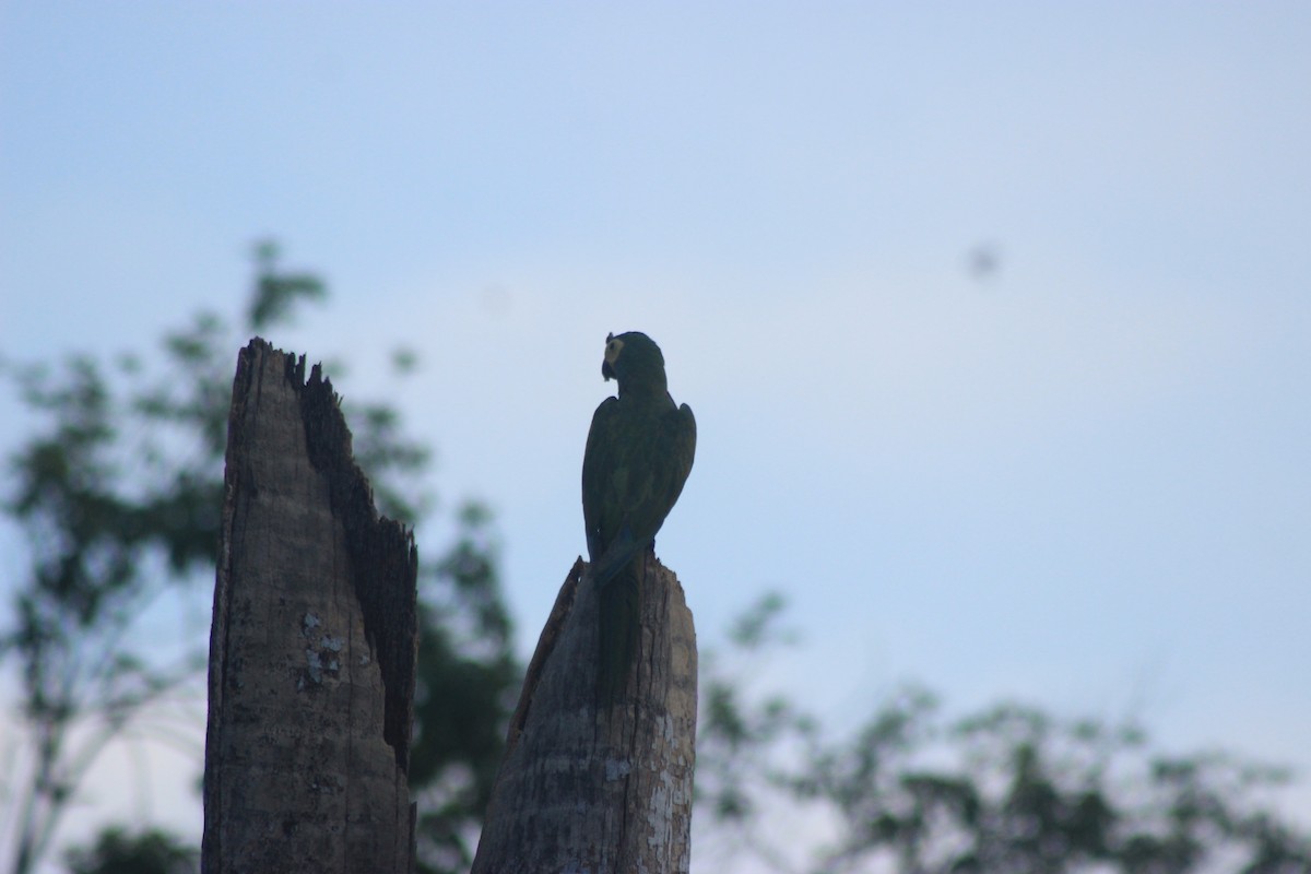 Red-bellied Macaw - ML625552775