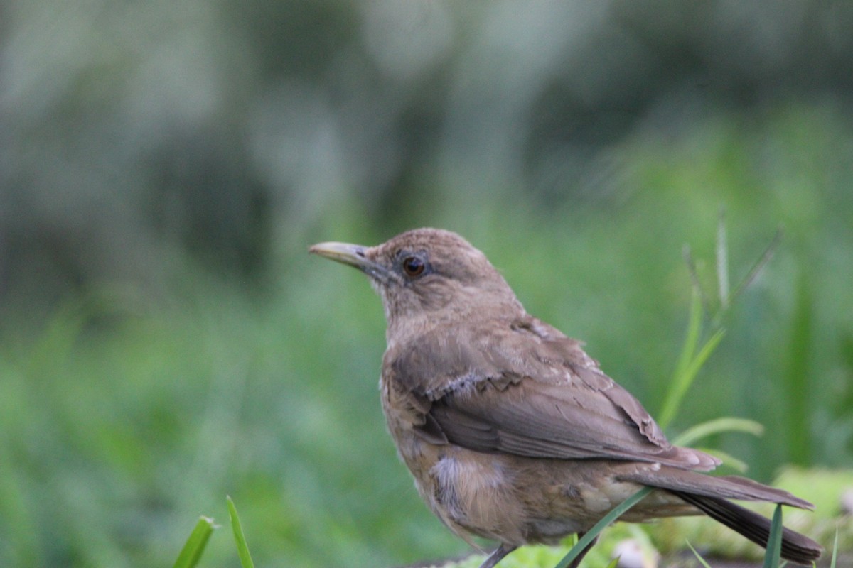 Clay-colored Thrush - ML625552790