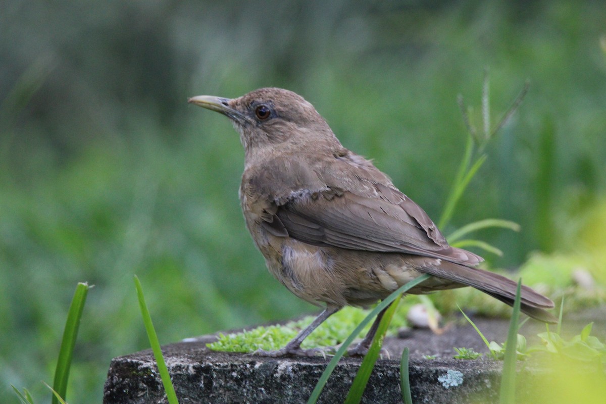 Clay-colored Thrush - ML625552791