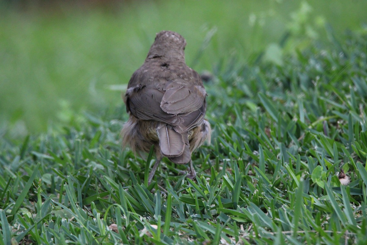 Clay-colored Thrush - Newt Wheeler