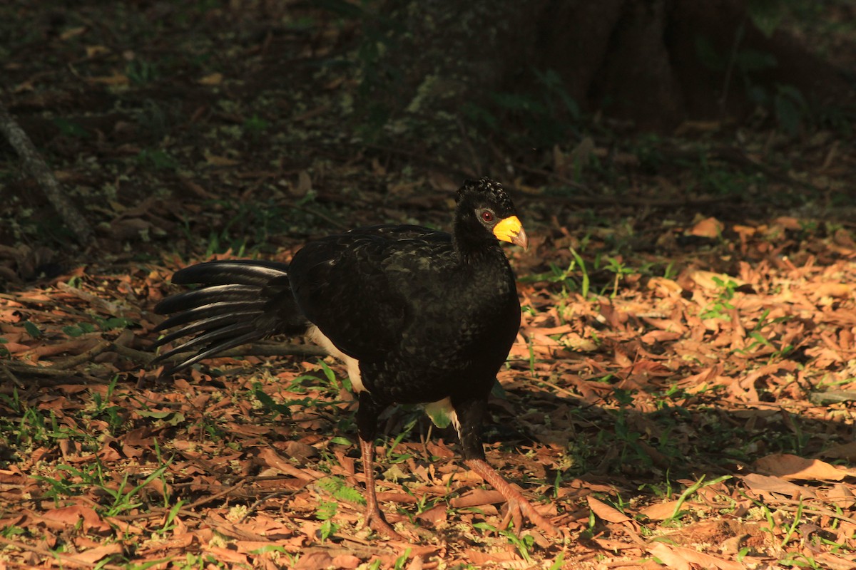 Bare-faced Curassow - ML625552802