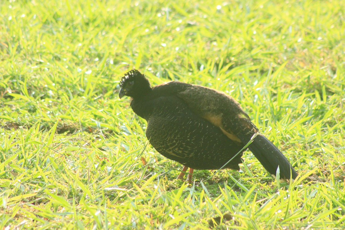 Bare-faced Curassow - ML625552804