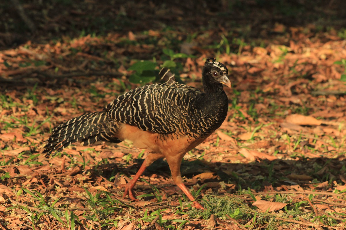 Bare-faced Curassow - ML625552806