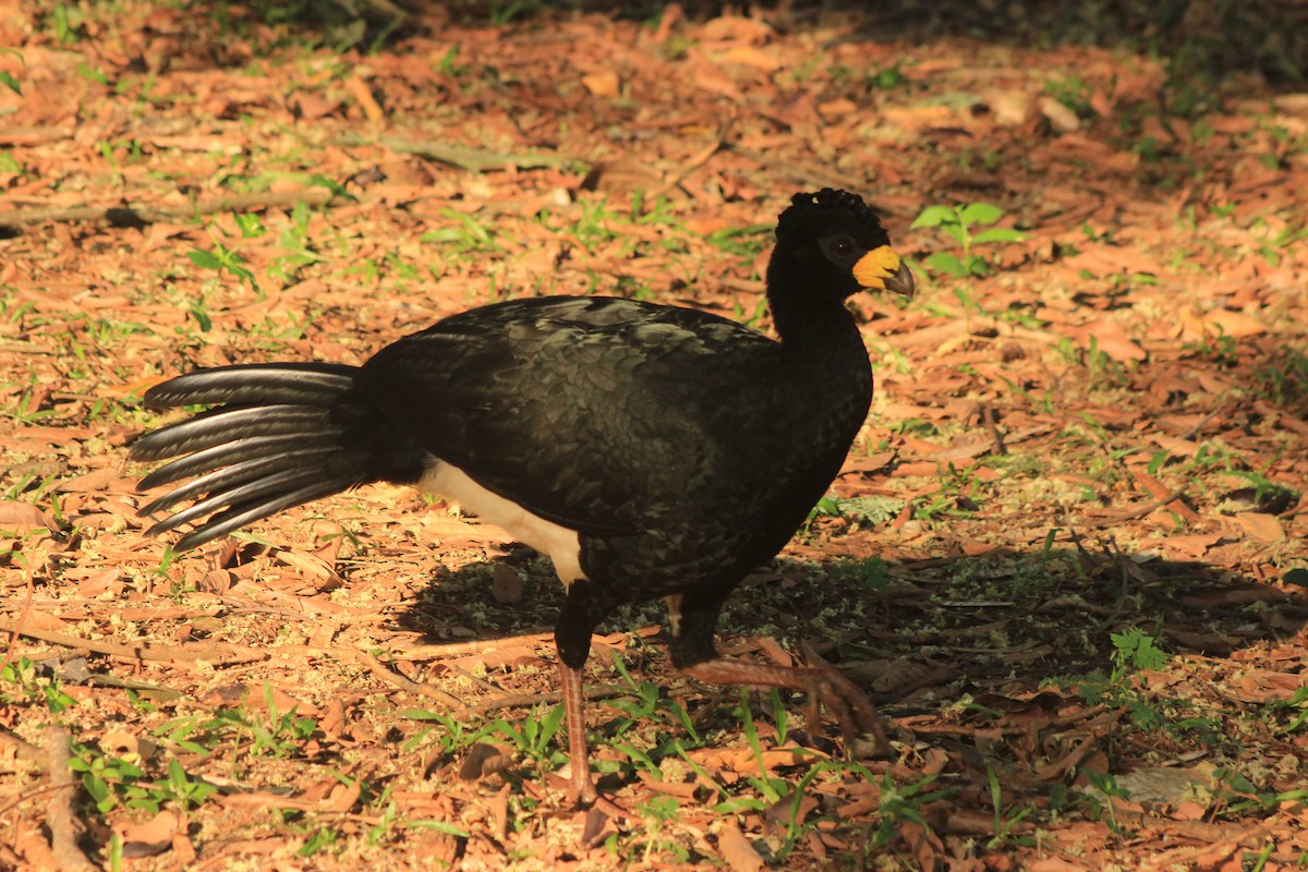 Bare-faced Curassow - ML625552808