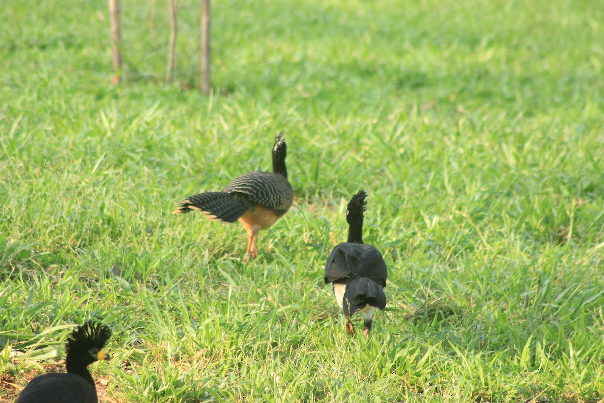 Bare-faced Curassow - ML625552810