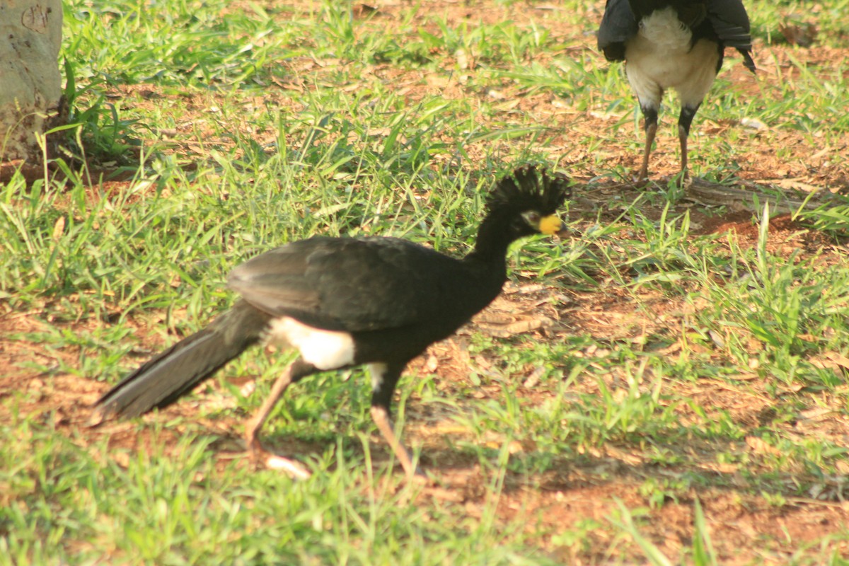 Bare-faced Curassow - ML625552811