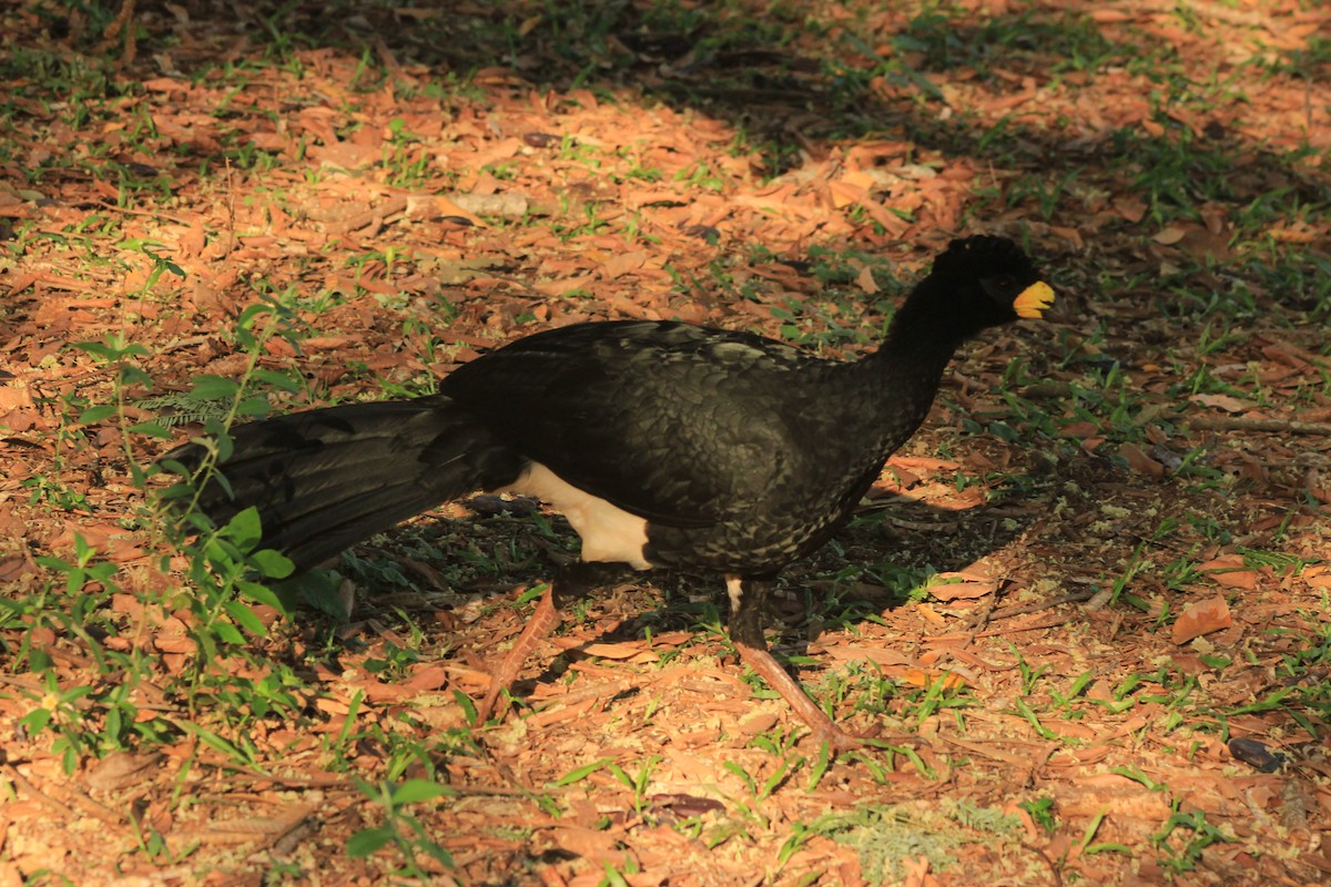 Bare-faced Curassow - ML625552812