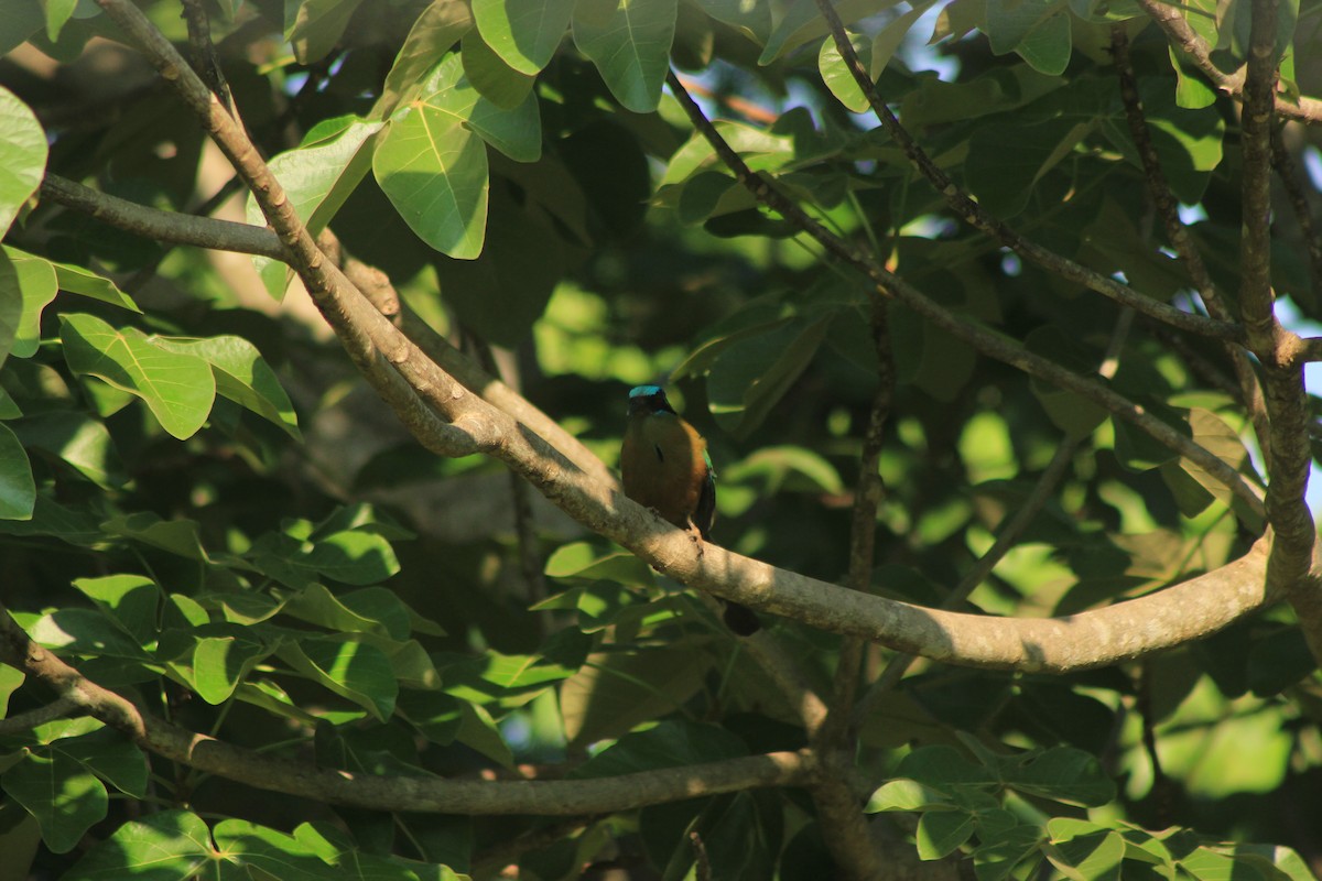 Amazonian Motmot - ML625552828