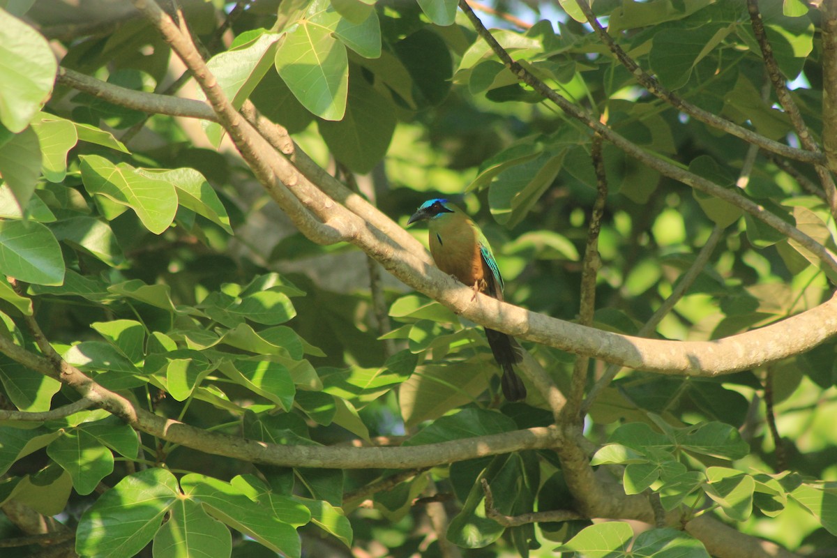 Amazonian Motmot - Rafael Romagna