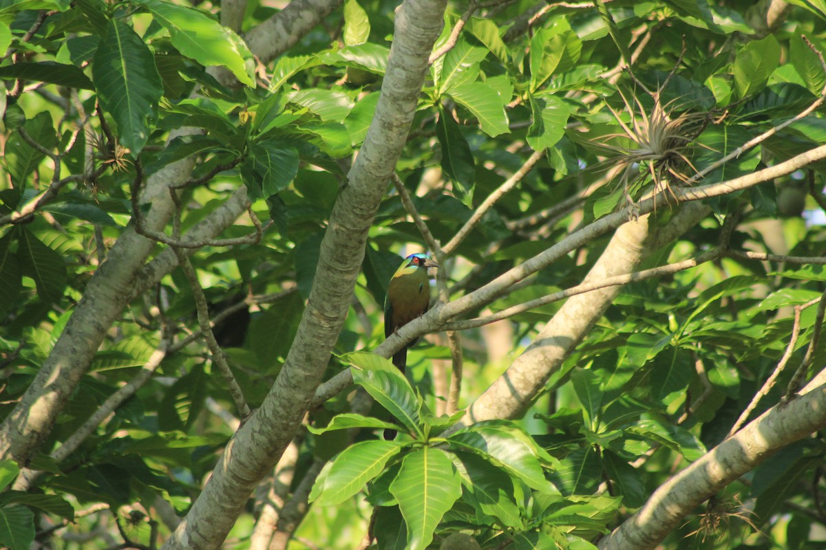 Amazonian Motmot - ML625552830