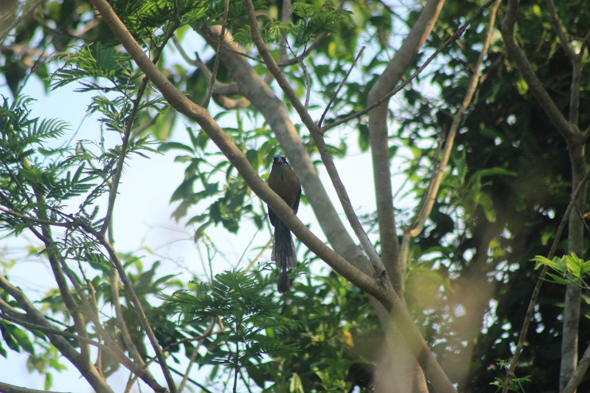 Amazonian Motmot - ML625552831