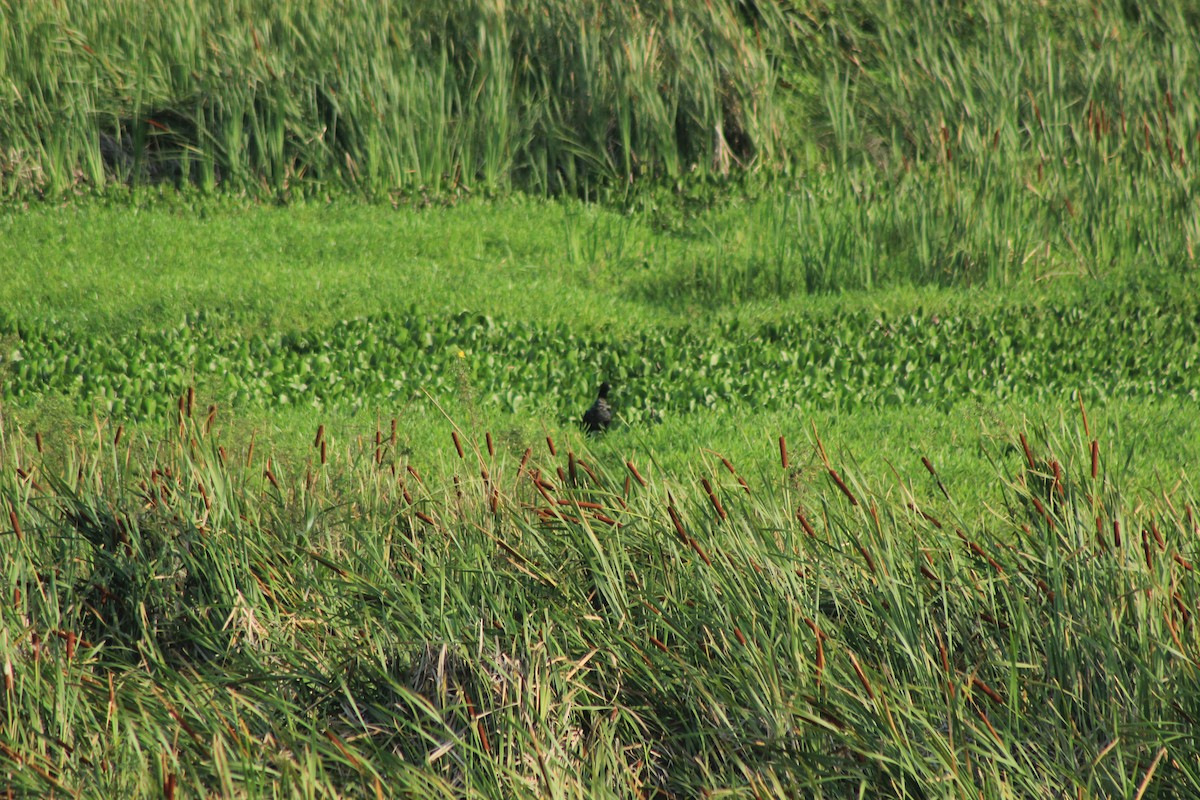 Horned Screamer - ML625552855