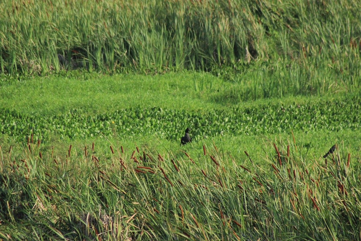 Horned Screamer - ML625552856