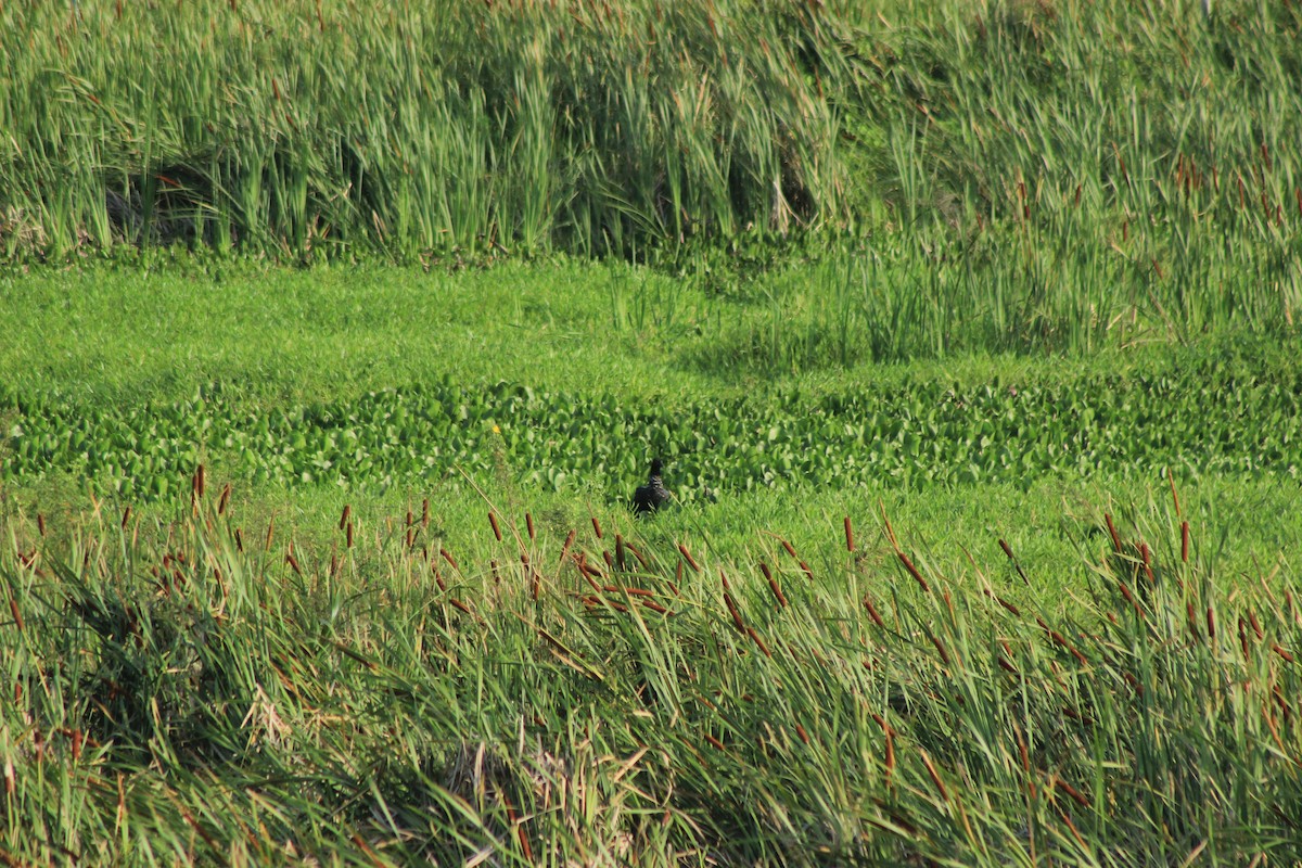 Horned Screamer - ML625552858