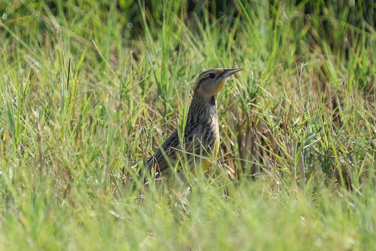 Eastern Meadowlark - ML625552877