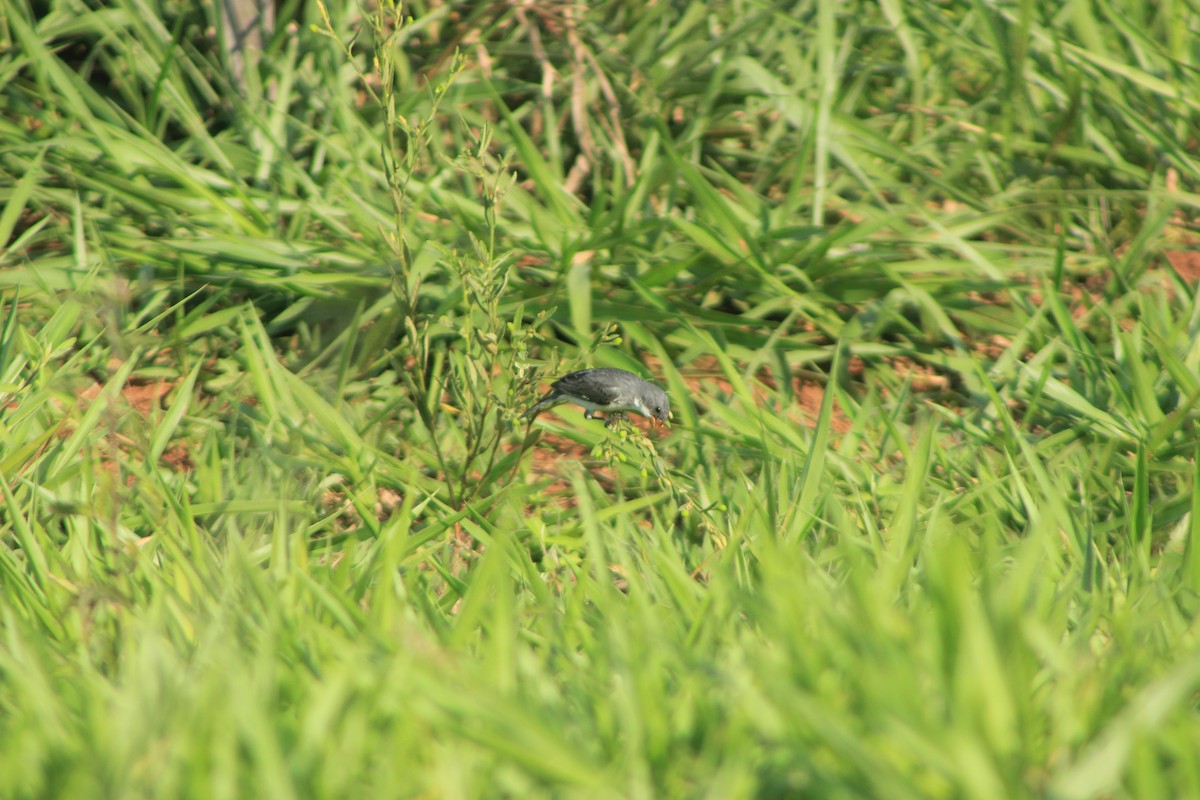 White-bellied Seedeater - ML625552878