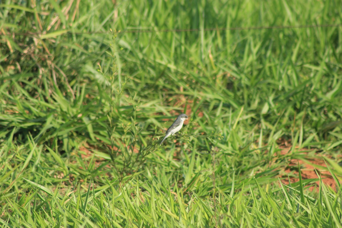 White-bellied Seedeater - ML625552880