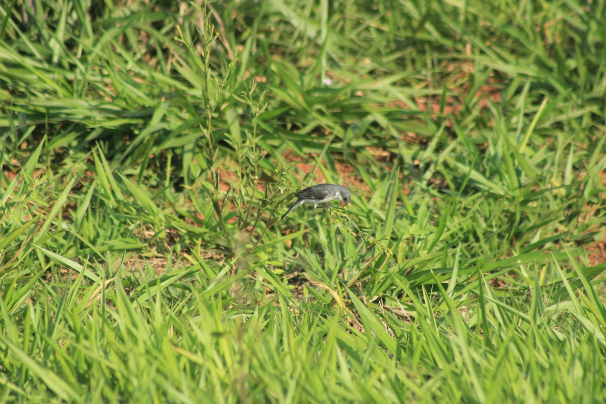 White-bellied Seedeater - ML625552881