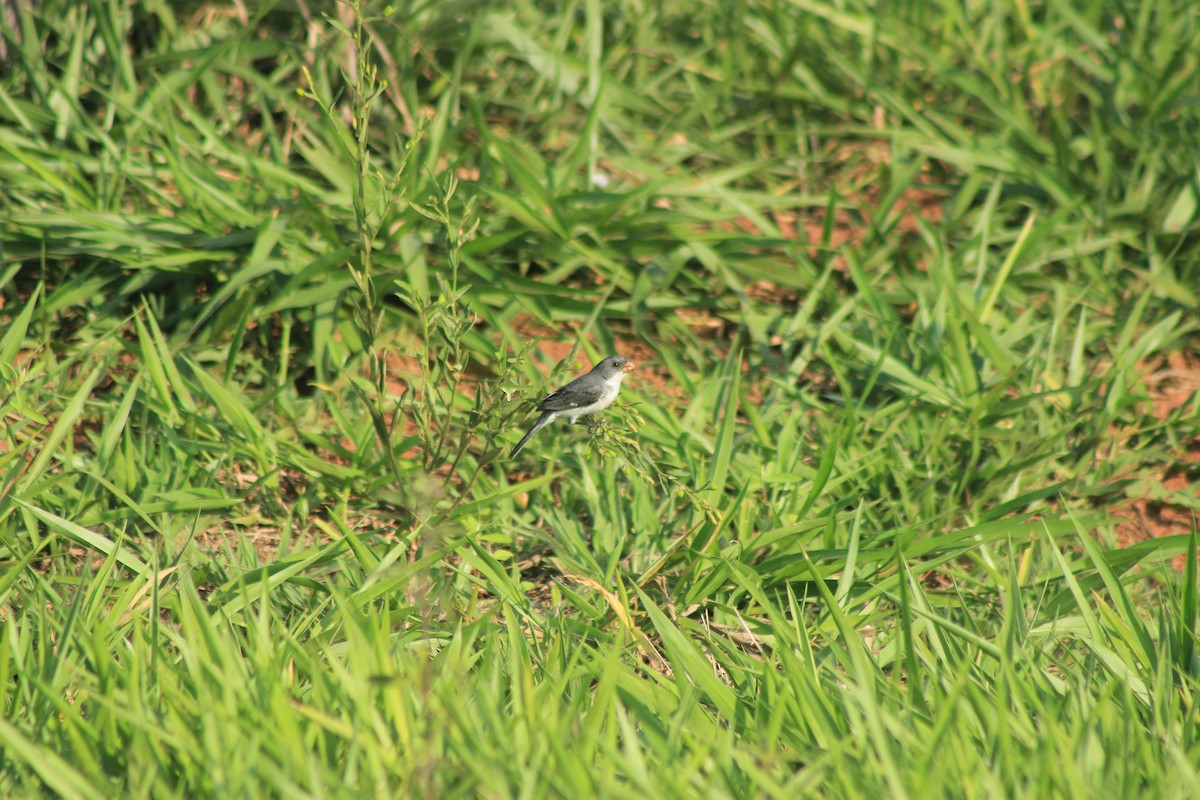 White-bellied Seedeater - ML625552882