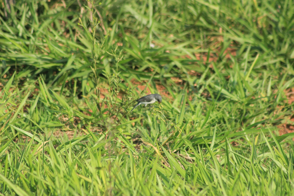 White-bellied Seedeater - ML625552883