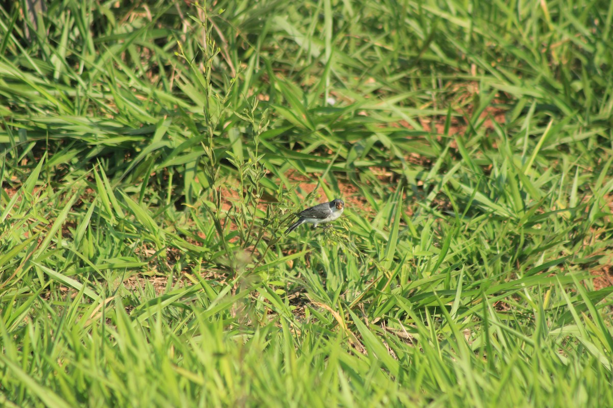 White-bellied Seedeater - ML625552884