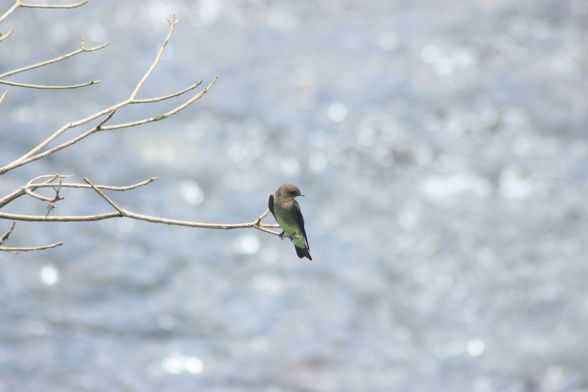 Southern Rough-winged Swallow - ML625552942