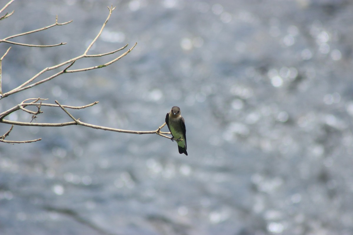 Southern Rough-winged Swallow - ML625552943