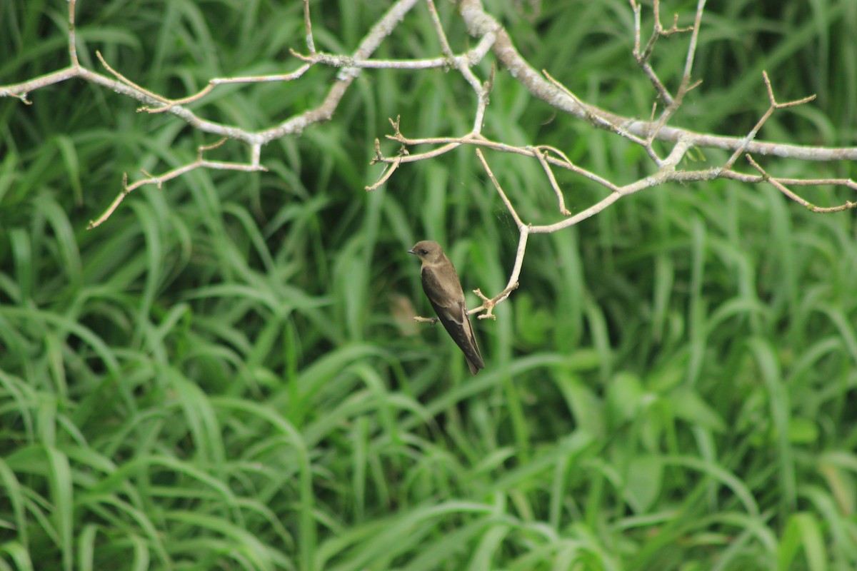 Southern Rough-winged Swallow - Rafael Romagna