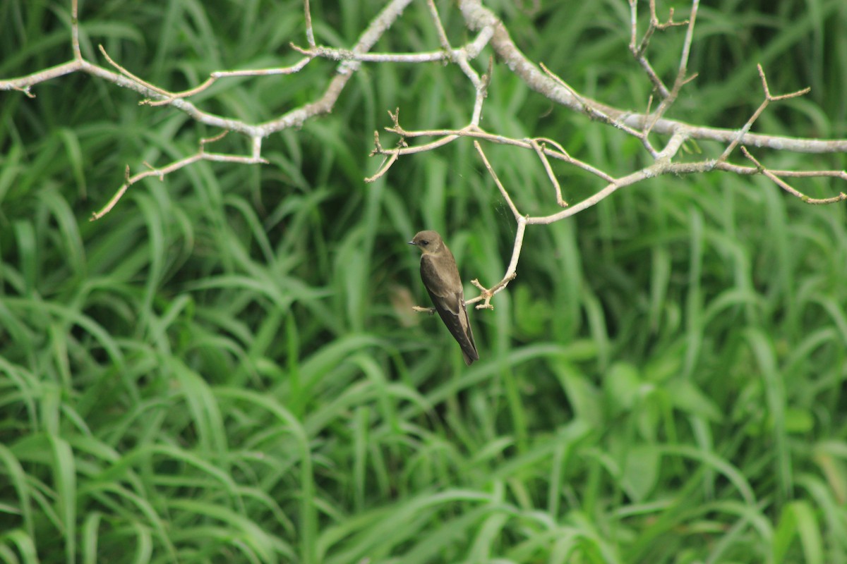 Golondrina Gorjirrufa - ML625552945