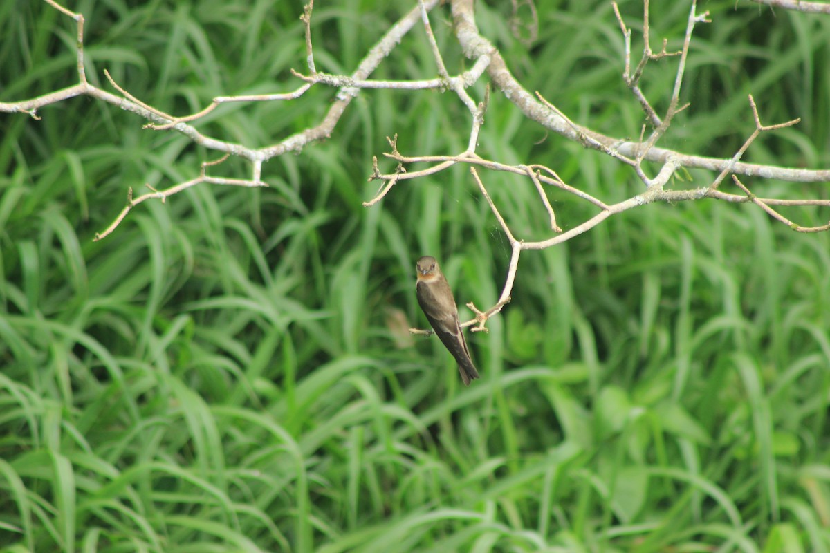 Golondrina Gorjirrufa - ML625552946