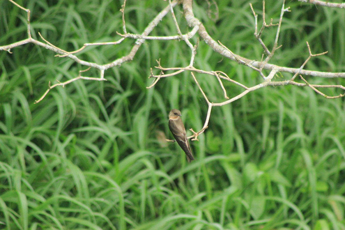 Golondrina Gorjirrufa - ML625552947