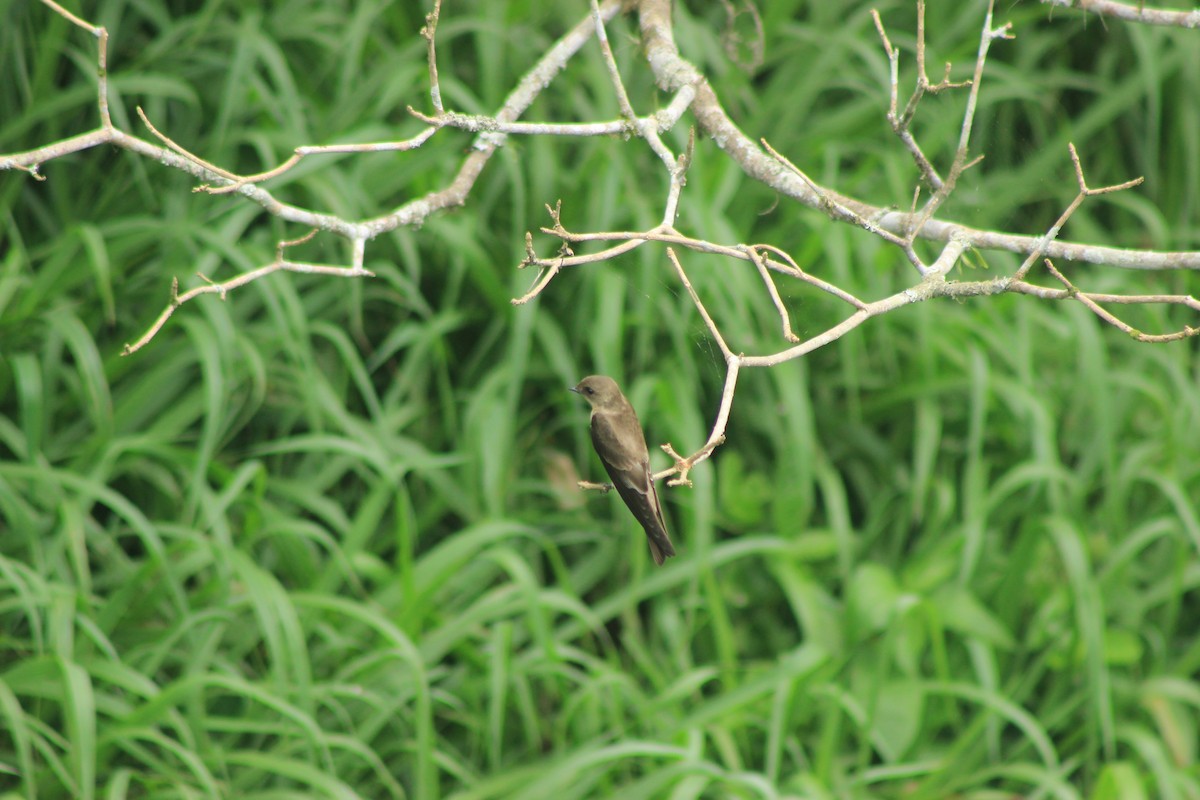 Golondrina Gorjirrufa - ML625552948