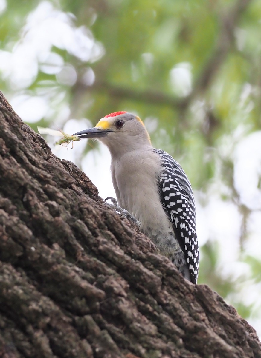 Golden-fronted Woodpecker - ML625553002