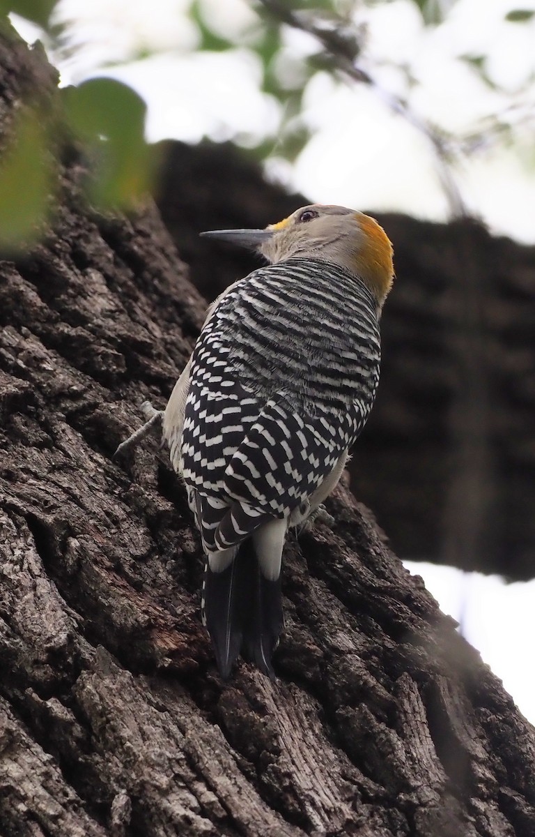 Golden-fronted Woodpecker - ML625553005